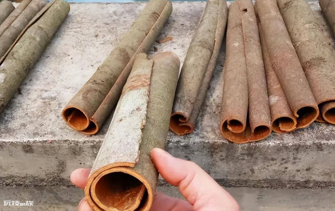 桂皮是什么树的皮(桂皮在剥皮后树还能长皮吗)-图片4